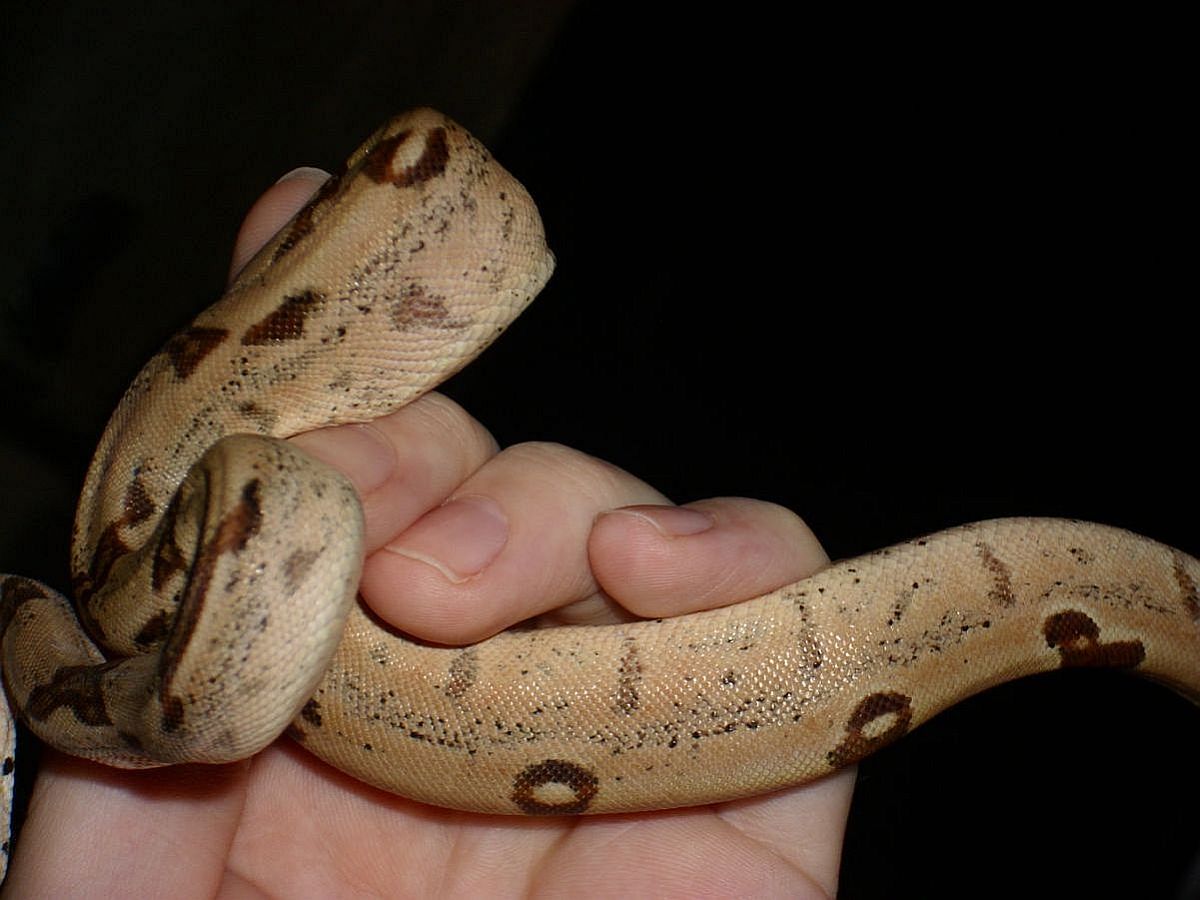jungle hypo side