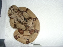 jungle hypo