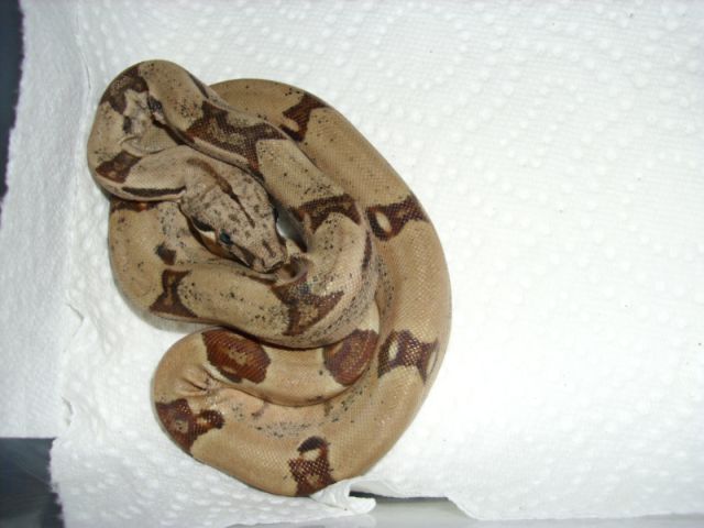 jungle hypo