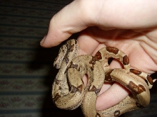 jungle hypo