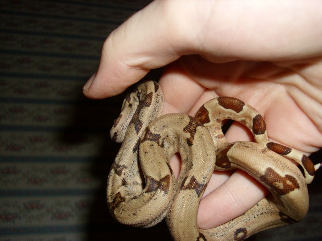 jungle hypo