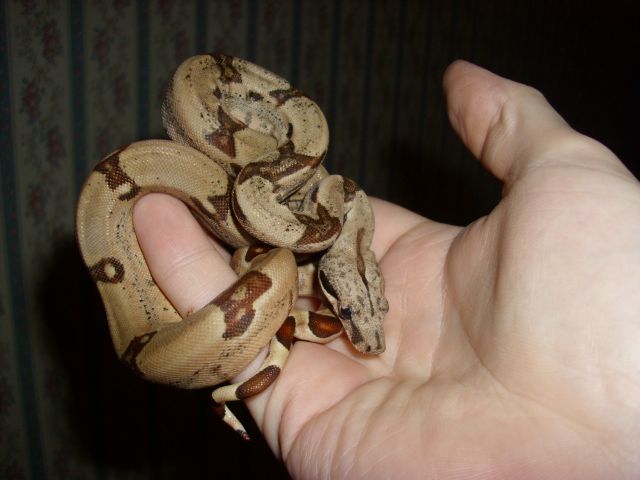 jungle hypo