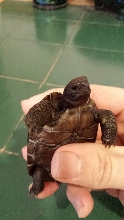 Baby Galapagos