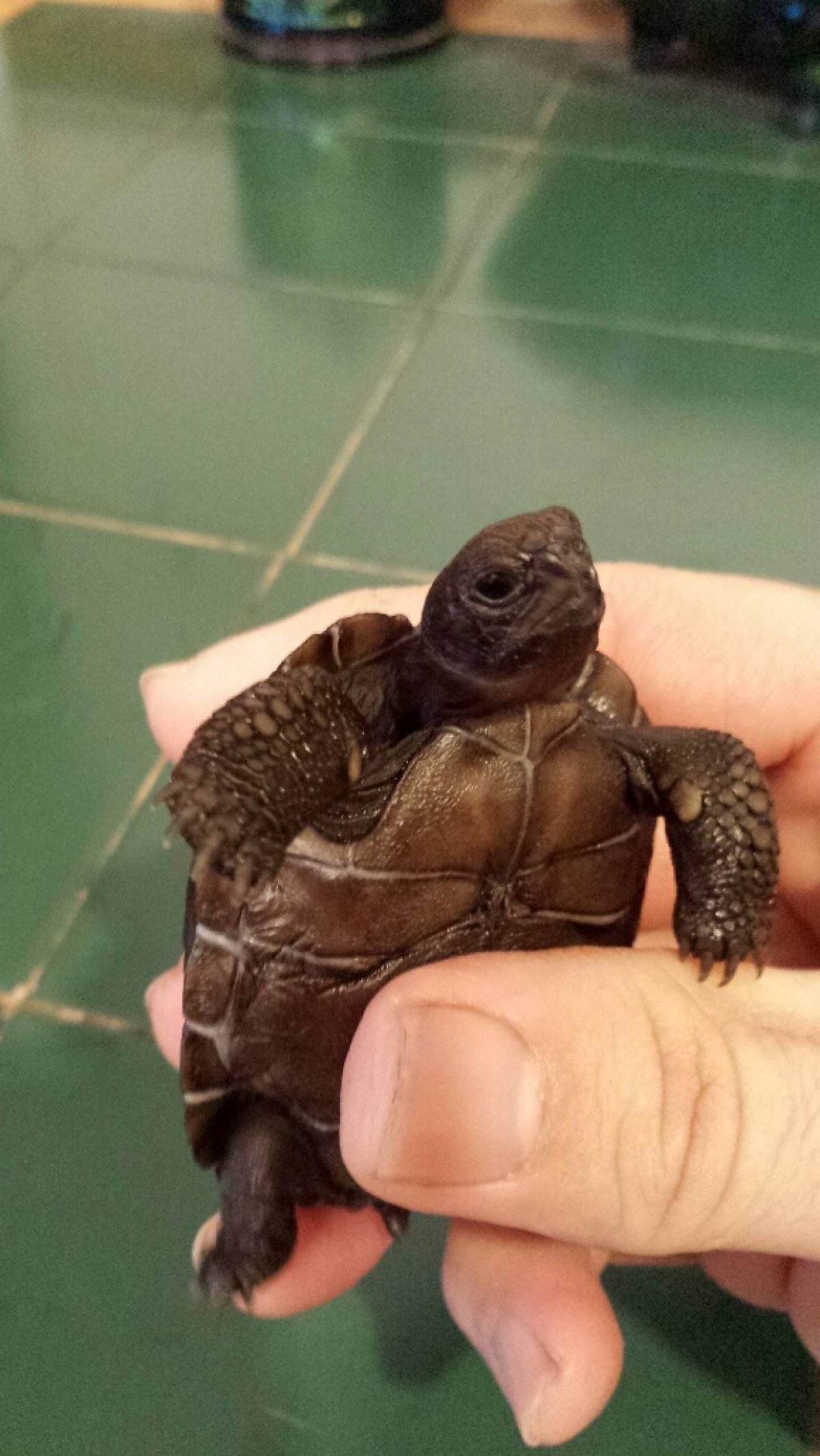 Baby Galapagos