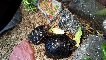 baby Galapagos older
