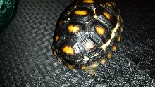 black ivory marbled cherryhead