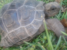 Baby Aldabra