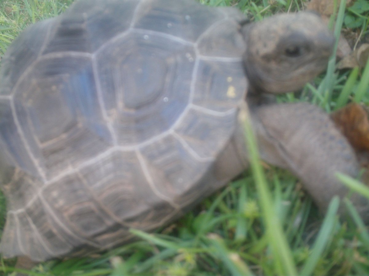 Baby Aldabra