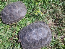 MT. Torts