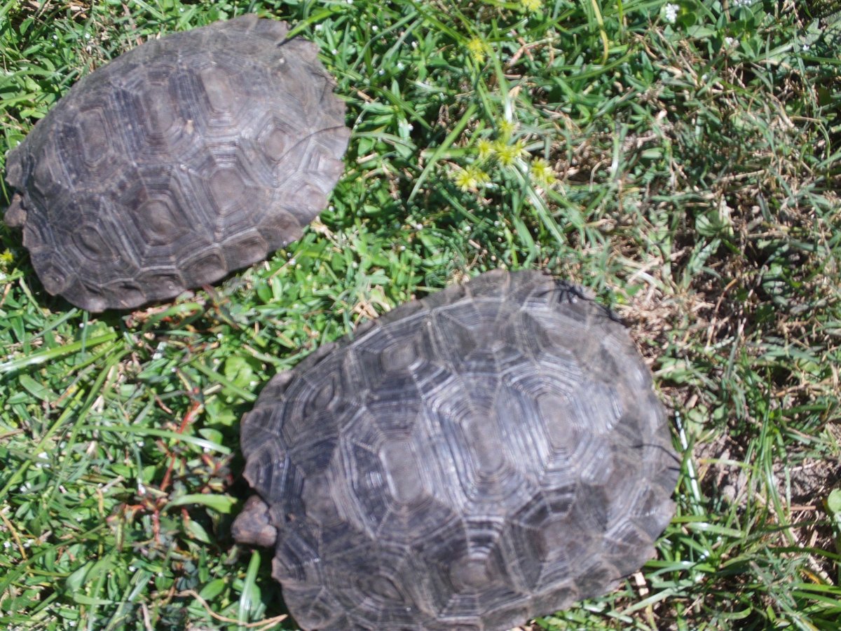MT. Torts