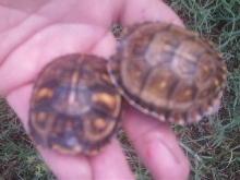 Baby easterns
