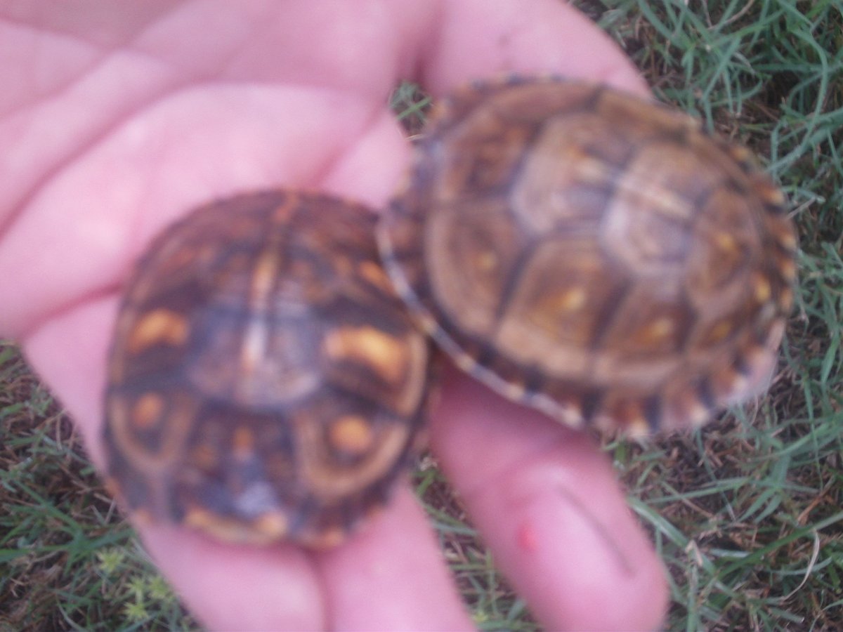 Baby easterns