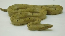 Hypo Candoia Carinata