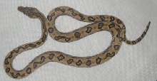 Wageo Candoia Carinata Carinata