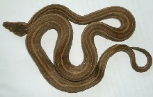 Kofiau Candoia Carinata Carinata