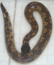 Candoia Aspera Kofiau Island