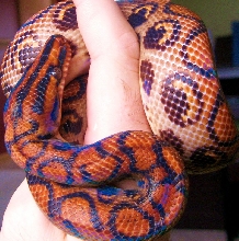 Azul