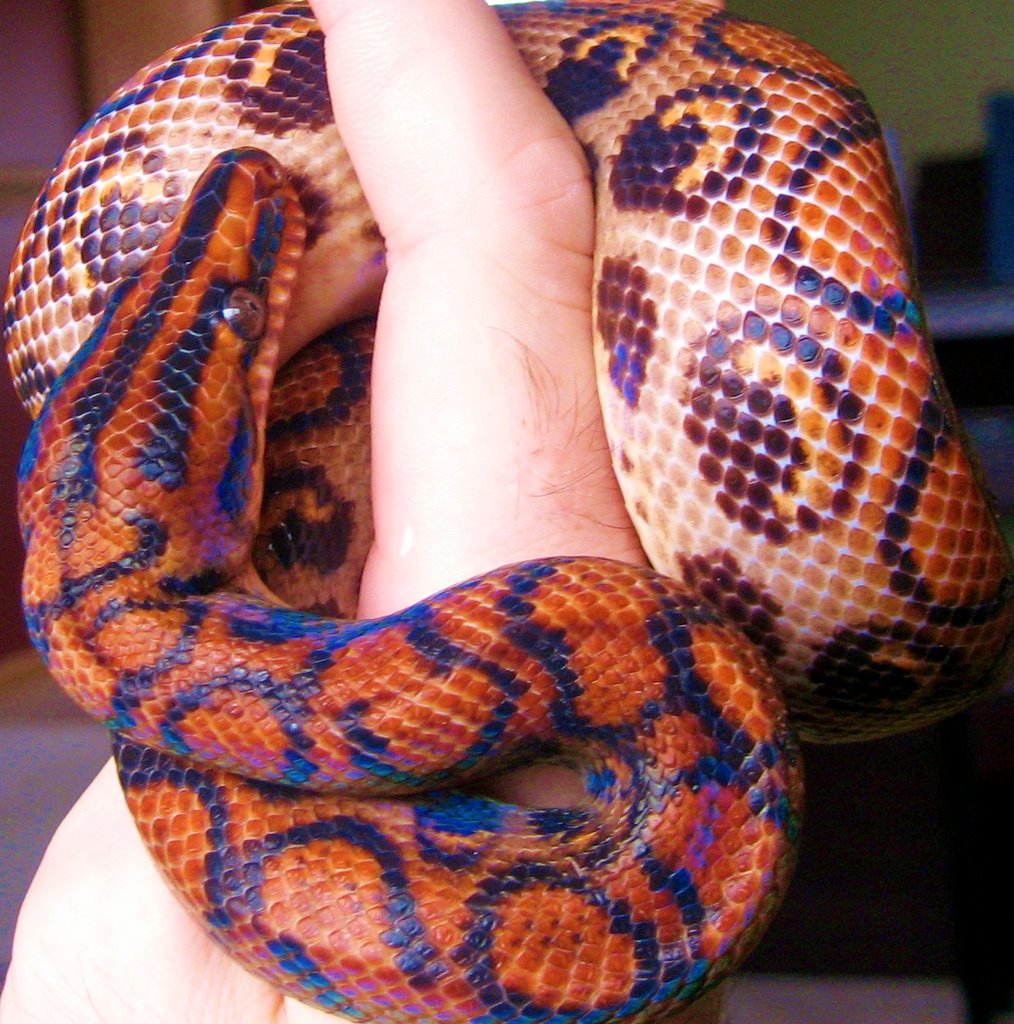 Azul