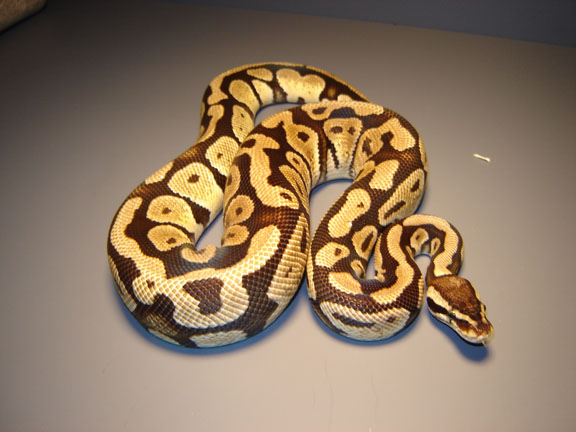 Lemon Pastel Male