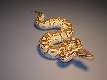 Lesser Male