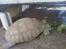 Winter Enclosure