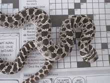 20 Across