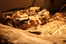 Bitis gabonica gabonica