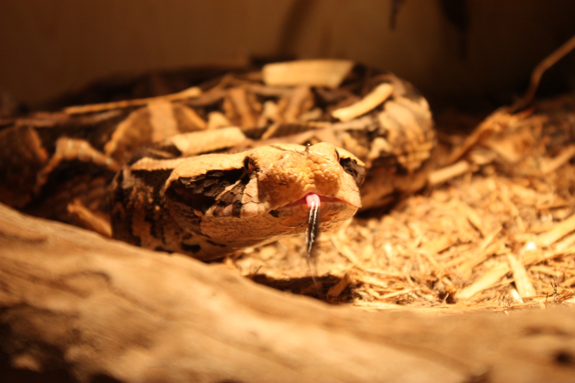 Bitis gabonica gabonica