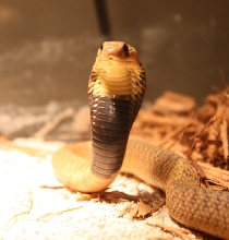 Naja annulifera