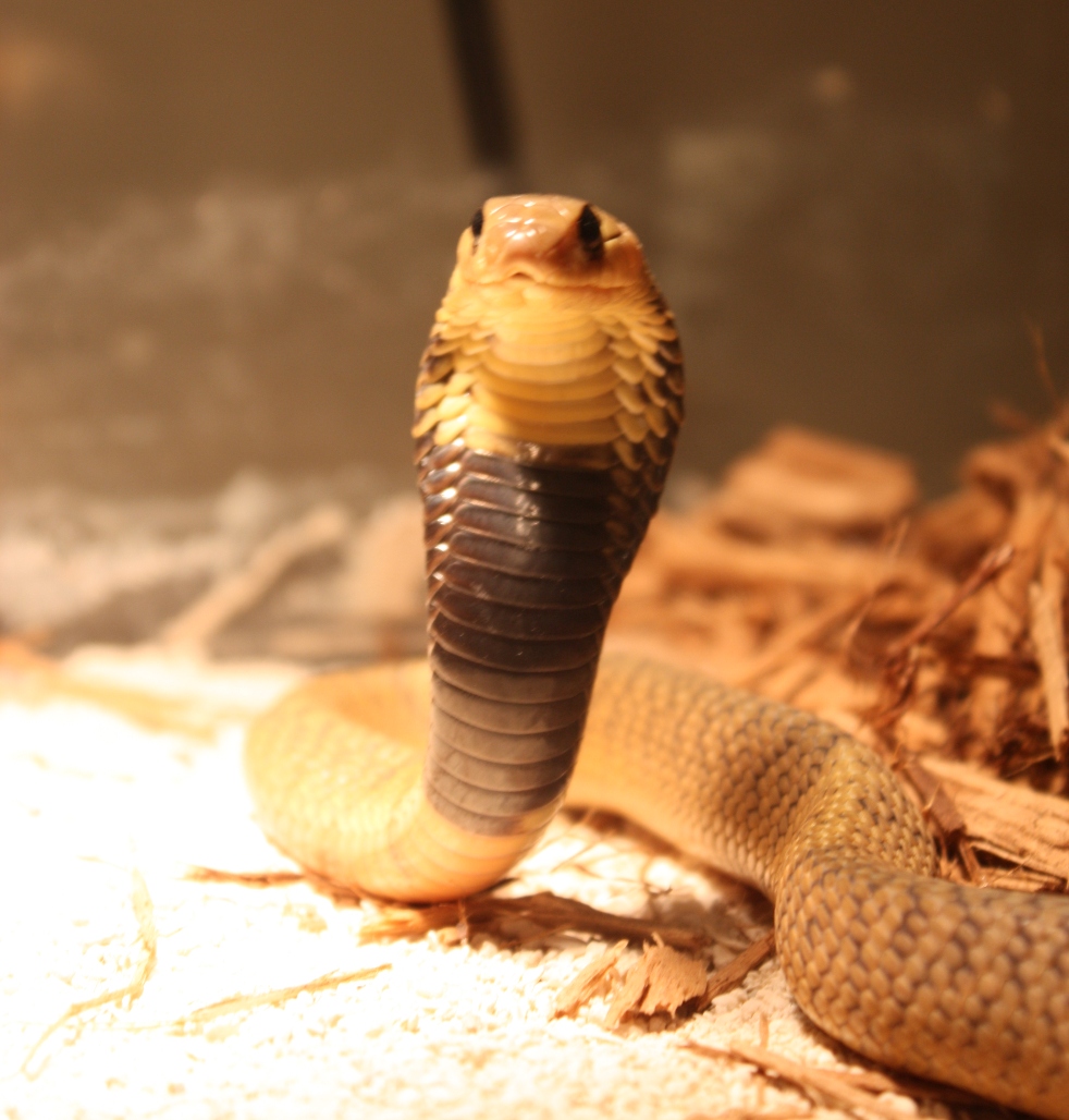 Naja annulifera