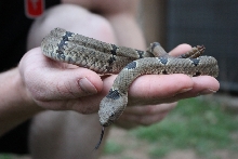 Crotalus lepidus klauberi