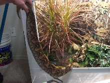 Bitis gabonica gabonica and Bitis gabonica rhinoceros