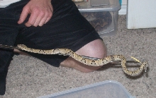 Bothrops brazili