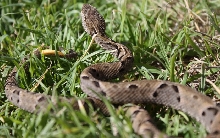Bothrops brazili