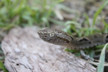 Bothrops Brazili