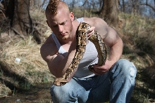 Bitis gabonica gabonica