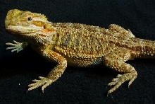 dark yellow