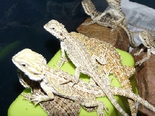 babies