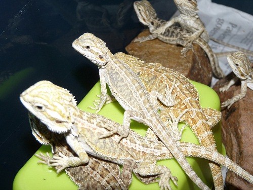 babies