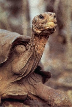 An extinct Galapogas Tortoise