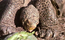 Galapogas tortoise