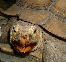 VampireTortoise