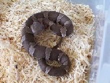 Trans Pecos copperhead