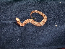 Sothern copperhead