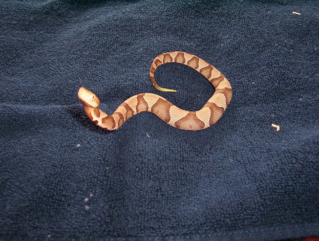 Sothern copperhead