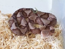 Southern copperhead