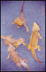 Breeding Colony