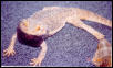 Hypo Yellow Male