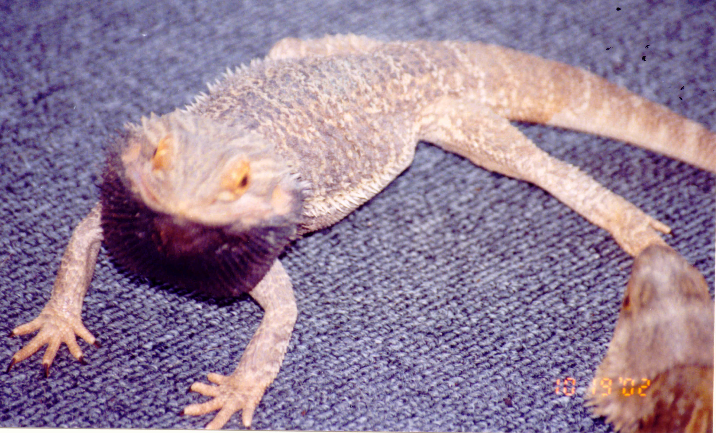 Hypo Yellow Male