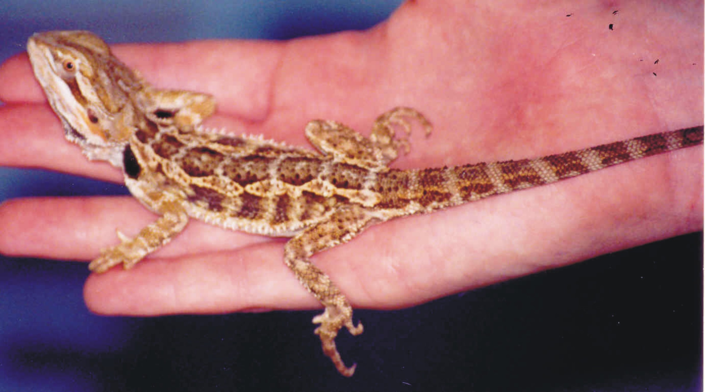 Large Female Juv Beardie
